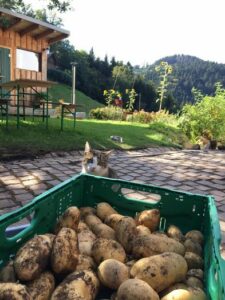 Miniköche zu besuch im Berghaus – Kartoffelhaus Freiburg